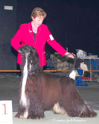 d'Ultimathor - FCI EURO SIGHTHOUND 2007